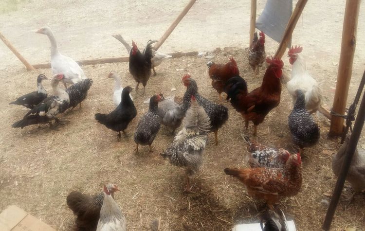 ‘Commercialise indigenous poultry production’ | The ManicaPost