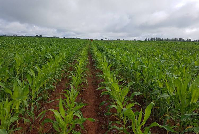 Maize planting reaches 120 000ha | The ManicaPost