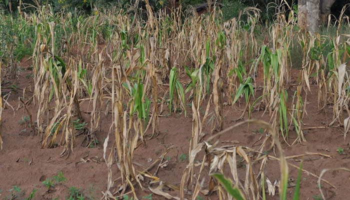 Anguish, anxiety for farmers as crops wilt | The ManicaPost