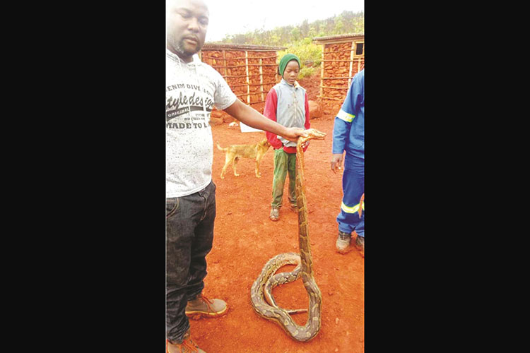 Prophet fights, subdues 3m python | The ManicaPost