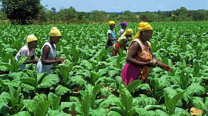 Irrigated tobacco harvesting begins | The ManicaPost