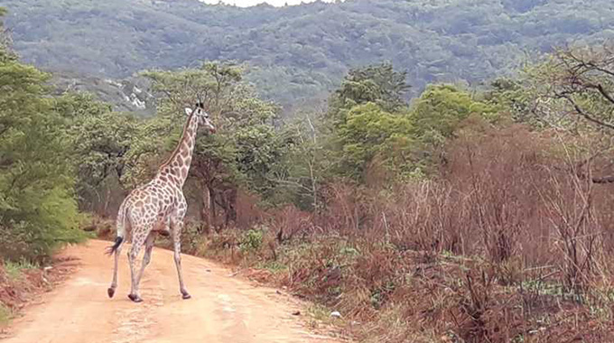 Cecil Kop, Mutare’s Unheralded Evergreen Wonderland 