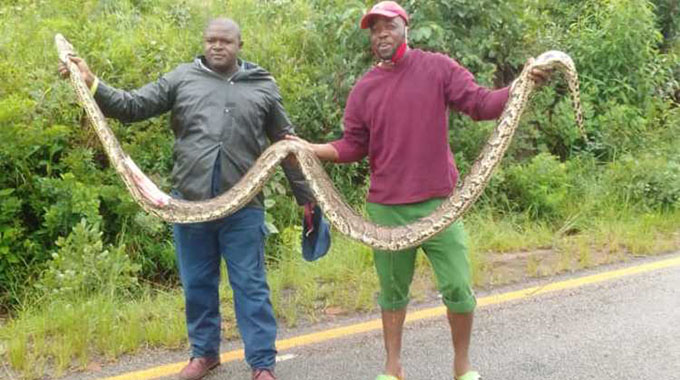 Snake Killing Linked To Chimanimani Accident 