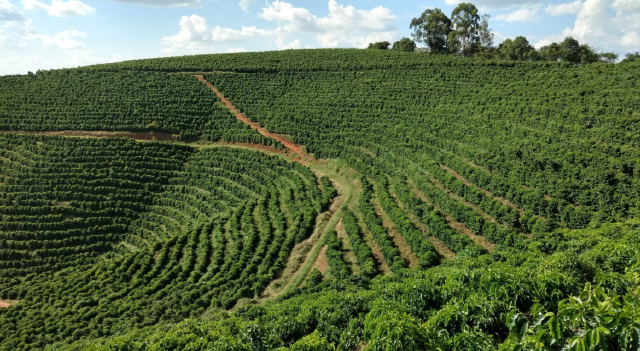 Coffee Production On Rebound 