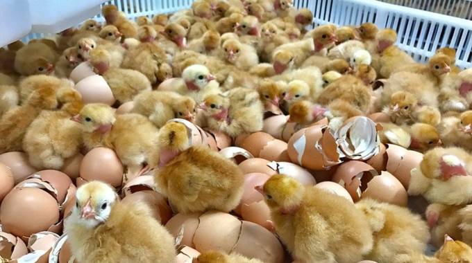 Poultry Hatchery For Manicaland | The ManicaPost