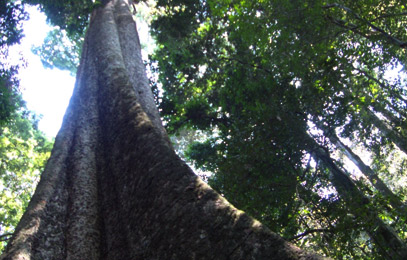 Chirinda Forest: A sleeping tourism destination | The ManicaPost